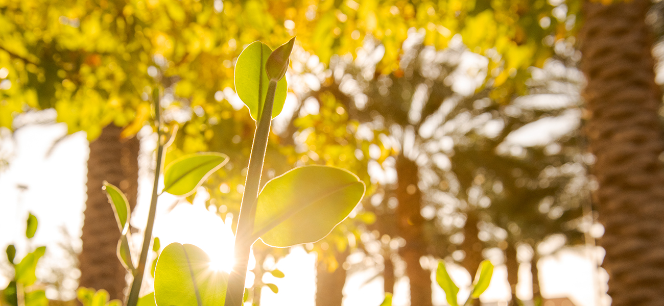 Center for Bioenergy and Photosynthesis