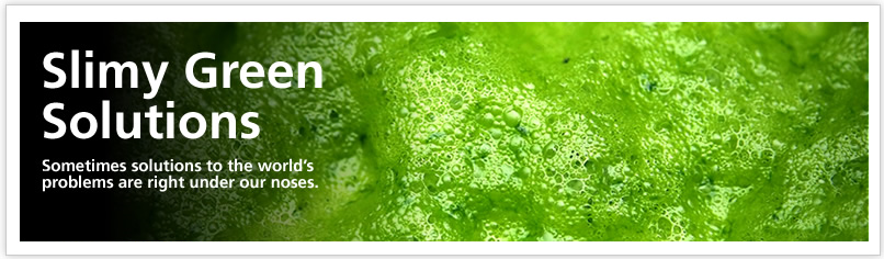 Slimy Green Solutions: Sometimes solutions to the world's problems are right under our noses.