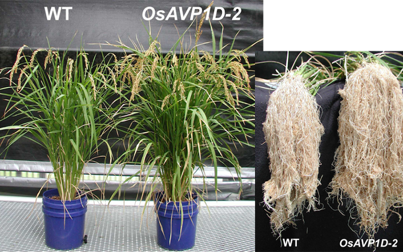 Plants in pots and plants with roots
